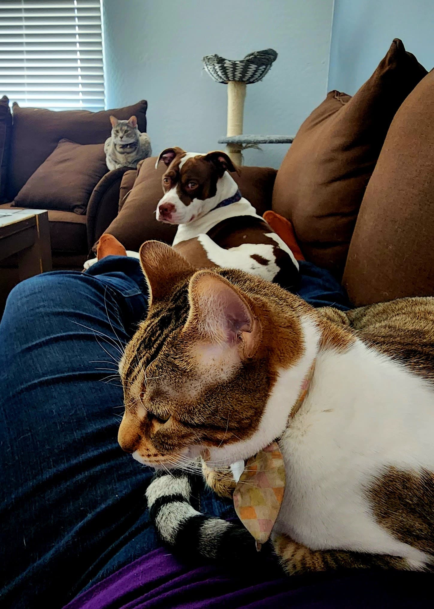 At home in Arizona